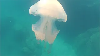 Barrel jellyfish eaten by fish - Polmone di mare mangiato dai pesci