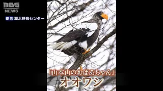 【特集】オオワシの「おばあちゃん」が今年も琵琶湖に来てくれた！なぜ１羽だけ北海道ではなく滋賀へ？（2020年12月16日）