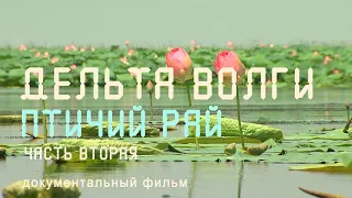 Nature of Russia. Delta of the Volga. Caspian. Astrakhan nature reserve. Bird paradise. Fish hunting