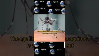 mosquito lay eaggs when sucking blood #shorts #mosquito #bluebox