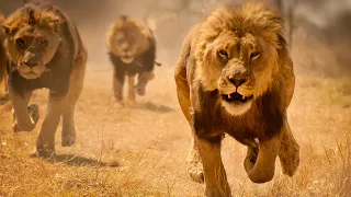 Пророк Даниил со львами (христианское видео)