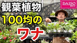 【これはダメ】100均の観葉植物をもりもりに育てる方法教えます　　　【カーメン君】【ダイソー】【ガーデニング】【初心者】