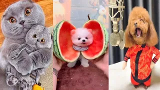 Tik Tok Chó Phốc Sóc Mini 😍 Funny and Cute Pomeranian #197