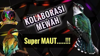 MASTERAN Burung Kecil, Roll Tembak, Kolaborasi Mewah ‼️ Super Maut