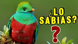 10 Datos Sorprendentes Del QUETZAL ¡Que no Sabias! | CURIOSIDADES