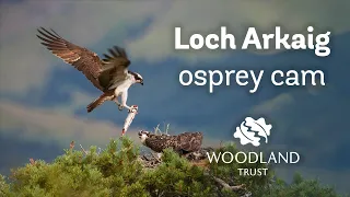 Male osprey delivers fish supper for family and tidies nest - Loch Arkaig Osprey Cam (2020)