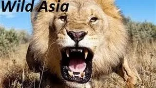 Wild Asia Documentary 2016