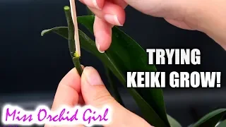 Trying out Keiki Grow Plus with my Phalaenopsis Orchid - Can I get some keikis?