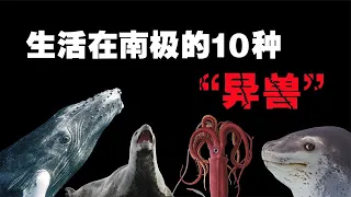 10 kinds of animals living in Antarctica, do you think the "exotic beasts" in Shan Hai Jing really
