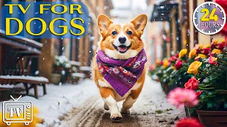 24 Hours Best Fun & TV for Dogs | Prevent Boredom and Anxiety with Movies for Dogs! + Music for Dogs