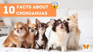 10 Mind Blowing Facts About Chihuahuas You Didn't Know!