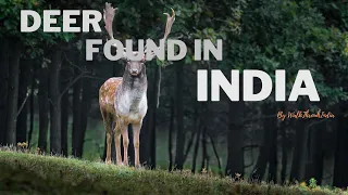5 Largest Species of Deer Found in India