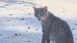 A nonprofit in Silsbee is helping to reduce the growing stray cat population