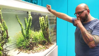 Die erste Fische im Asien-Aquarium