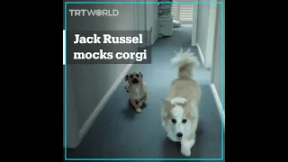 Dog mocks his buddy’s short legs