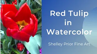 Red Tulip in Watercolor