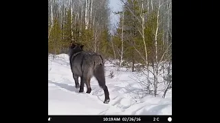 GIANT 200lb+ 🤨 Timber Wolf Caught on Camera! TRAIL CAMERA | THE OFF GRID HUNTER