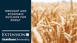 Drought and Economic Outlook for Wheat