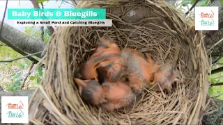 Exploring a Robbin Nest and Catching Bluegills at a Small Pond From Shore in Bluffton Indiana