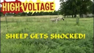 SHEEP GETS SHOCKED!! How To Install An Electric Fence!?!