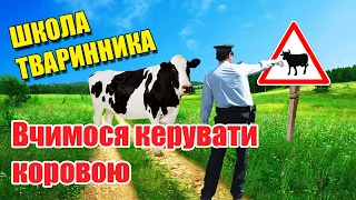 Як керувати коровою? | Школа тваринника | Куркуль