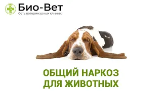 Общий наркоз для животных  Последствия. Ветеринарная клиника Био-Вет.