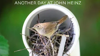 Another Day in John Heinz.   (canon R5  canon EF500mm f4)