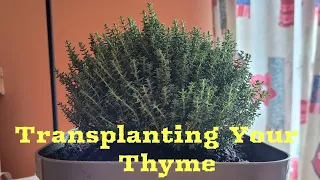 Transplanting Thyme Plant | Allotment UK | 2022