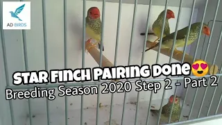 Star Finch Pairing Done | 2020 Breeding Season Step 2 - Part 2