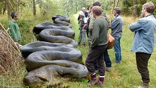 🐍 😵 10 Descubrimientos de Serpientes más Grandes que casi detuvieron el corazón del Mundo