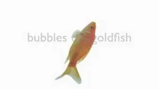 Bubbles the Goldfish