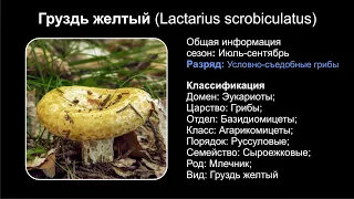 Груздь желтый (Lactarius scrobiculatus)