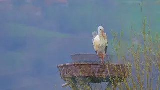 Música para los nervios | El Cisne de Saint Saëns