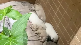 Lying on a torn old blanket, 5 hungry puppies cried for their mother until exhausted and fell asleep