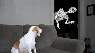 Halloween Prank: Skeleton Scares Dog