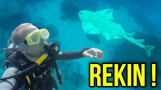 DIVING WITH SHARKS IN ATLANTIC !