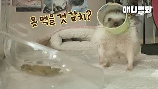 How a Hedgehog With a Toilet Paper Core on Head Eats