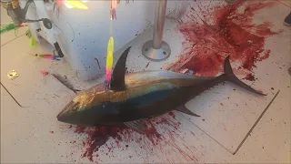 Epic Bigeye Tuna Aboard Black Gold