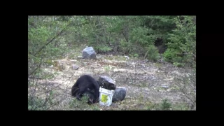 Black Bear Hunt 2017 (Quebec, Canada)