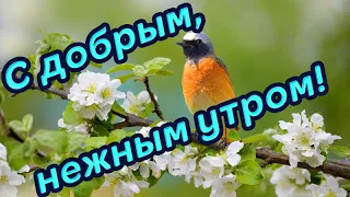 с добрым, нежным утром!  прекрасного настроения! музыкальное пожелание с добрым, нежным утром!