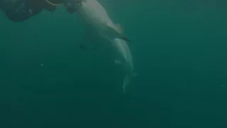 Great White Shark Warns Irresponsible Scuba Diver