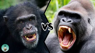 CHIMPANZEE VS GORILLA - Which ape will win in a fight?