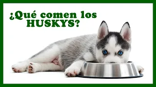 DOGS: Feeding a Husky. Everything you need to know