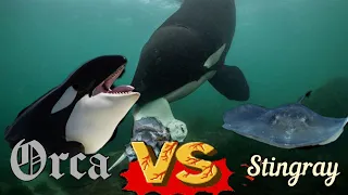 Orca Vs. Stingray