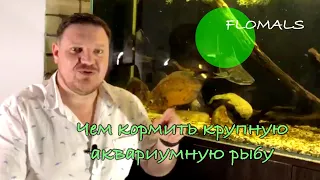 ЧЕМ КОРМИТЬ АСТРОНОТУСОВ