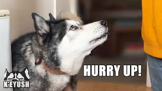 My Husky Tells My Mum to HURRY & Argues About Water With Her!