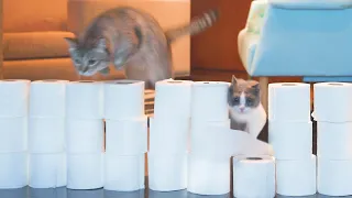 Cats vs Toilet Paper Wall Compilation