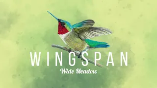 Paweł Górniak - Wide meadow - Wingspan Soundtrack