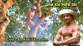 Vua Khỉ Cưa Mé Nhánh Cây Xoài Siêu To Có Nhiều Kiến Vàng. Sawing a giant Mango tree