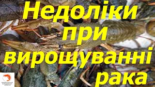 Основні недоліки при вирощуванні австралійського рака